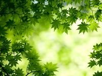 pic for Green Maple Leaves 